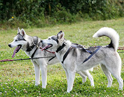 Husky Sommer Workshop