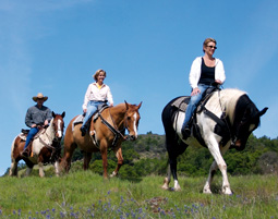 Ein Tag auf dem Reithof