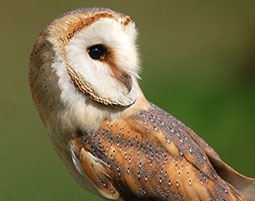 Eulen-Tag im Sauerland