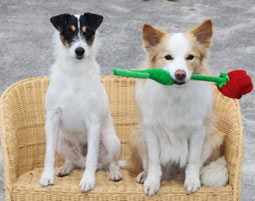 Filmtiertrainer Workshop bei Moosburg