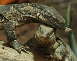 Reptilien-Fuetterung in Landau