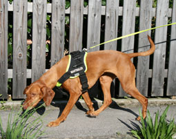 Suchhunde-Training bei Muenchen