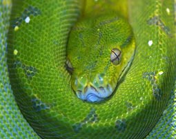 Reptilien-Tierpfleger fuer einen Tag