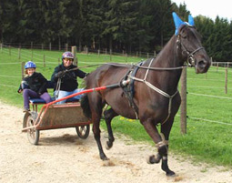 Trabrennen im Trainings-Sulky in Aichach
