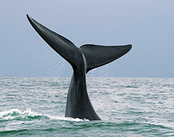 Whale Watching in Suedafrika fuer 2