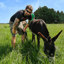 Esel-Trekking-Tagestour im Waldviertel