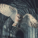 Harry Potter Erlebnisreise in London (4 Tage)