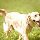 Crash-Kurs in der Hundeschule bei Traunreut