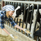 Vom Viehhof zur Wurst Raum Passau