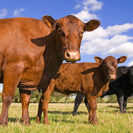 Ranch-Schnuppertag mit Uebernachtung in Westpommern fuer 2