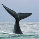Whale Watching in Suedafrika fuer 2