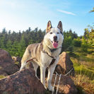 Wildnis-Abenteuer mit Huskies Raum Pirna