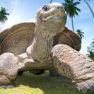 Reise Galapagos Inseln (6 Tage)
