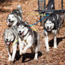 Beste Geschenke 2025 | Geschenkempfehlungen 20 Fahrt im Husky-Trainingswagen in Goch