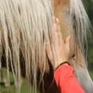 Beste Geschenke 2025 | Geschenkempfehlungen 9 Mental-Coaching mit Pferden bei Zell am See