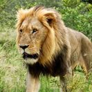 Kruger Nationalpark-Reise (5 Tage)