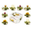 8er Box ErblühTeelini Weißtee, 8 Teeblumen in 4 Variationen