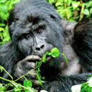 Gorilla Trekking in Uganda (5 Tage)