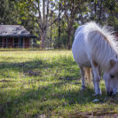 Ponyhof Erlebnistag