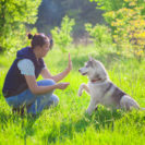 Wandern mit Huskies
