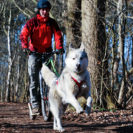 Husky-Dogscooter Tour
