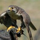 Falkner fuer einen Tag in Potsdam