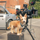 Filmtiertrainer Workshop bei Moosburg