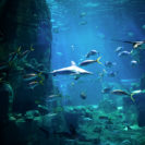 Frühstück & Sea Life Berlin für 2