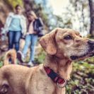 Kurzurlaub mit Hund in Seefeld für 2