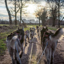 Husky-Abenteuer in der Abenddaemmerung fuer 2