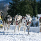 Husky-Ausfahrt in der Oberpfalz für 2