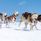 Beste Geschenke 2025 | Geschenkempfehlungen 5 Husky-Ausfahrt & -Trekking im Altmühltal