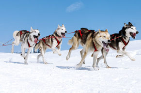 Streicheleinheiten für Hunde-Liebhaber!