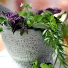 Kraeuterseminar mit Dinner