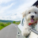Wahlgutschein Kurzurlaub mit Hund fuer 2