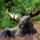 Beste Geschenke 2025 | Geschenkempfehlungen 13 Kurzurlaub mit Elch- und Bären-Safari in Finnland für 2