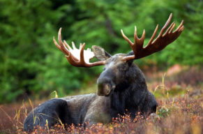 Safari in Finnland: Abenteür in der Wildnis mit Bären, Elch & Co.!