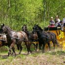 Postkutschfahrt in der Lueneburger Heide