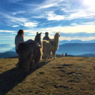 Beste Geschenke 2025 | Geschenkempfehlungen 4 Lama Trekking bei Meran