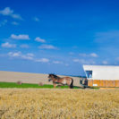 Familienurlaub im Planwagen (5 Tage)
