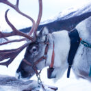 Rentierschlittenfahrt in Lappland