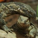 Reptilien-Fuetterung in Landau