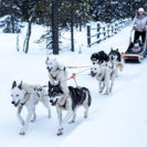 Schlittenhunde-Ausfahrt