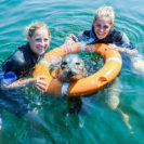 Schwimmen mit Robben in Rostock
