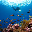 PADI Open Water-Tauchkurs auf Mallorca (4 Tage)