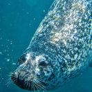 Tauchen mit Seehunden in Rostock