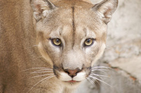 Begegnung mit der Raubkatze in Königsberg