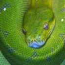 Reptilien-Tierpfleger fuer einen Tag