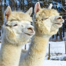 Alpaka Wanderung für 2