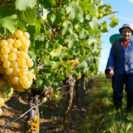 Weinbergwanderung & 3-Gaenge-Menue in Mittelfranken